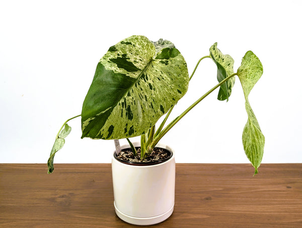Monstera Vietciosa - Rare 6" Exact Plant #33A - US Seller