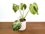 Monstera Vietciosa - Rare 6" Exact Plant #33A - US Seller