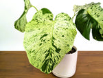 Monstera Vietciosa - Rare 6" Exact Plant #33A - US Seller