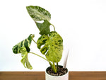 Monstera Vietciosa 6" Exact Plant #33B