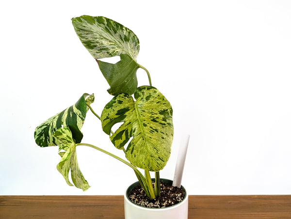 Monstera Vietciosa 6" Exact Plant #33B