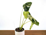 Monstera Vietciosa 6" Exact Plant #33B