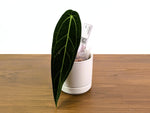 Anthurium Warocqueanum - Pick Your Exact One of a Kind Plant