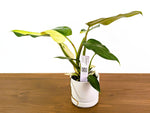 Philodendron Whipple Way Rare Variegated Form Exact Plant #33A