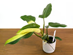 Philodendron Whipple Way Rare Variegated Form Exact Plant #33A