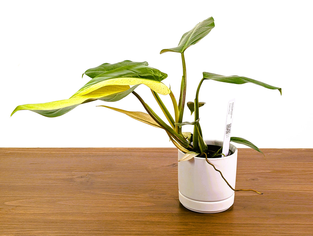 Philodendron Whipple Way Rare Variegated Form Exact Plant #33A