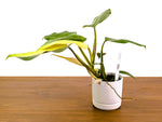 Philodendron Whipple Way Rare Variegated Form Exact Plant #33A