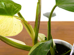 Philodendron Whipple Way Rare Variegated Form Exact Plant #33A