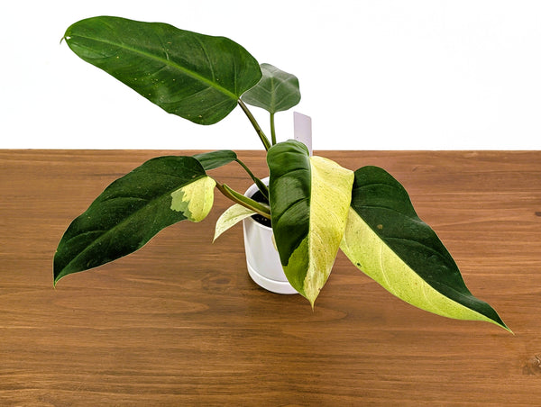 Philodendron Whipple Way Rare Variegated Form Exact Plant #33A