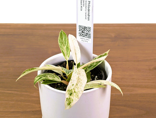 Philodendron Strawberry Caramel Marble - Exact 4" Plant #33A
