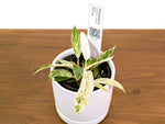 Philodendron Strawberry Caramel Marble - Exact 4" Plant #33A