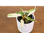 Philodendron Strawberry Caramel Marble - Exact 4" Plant #33A