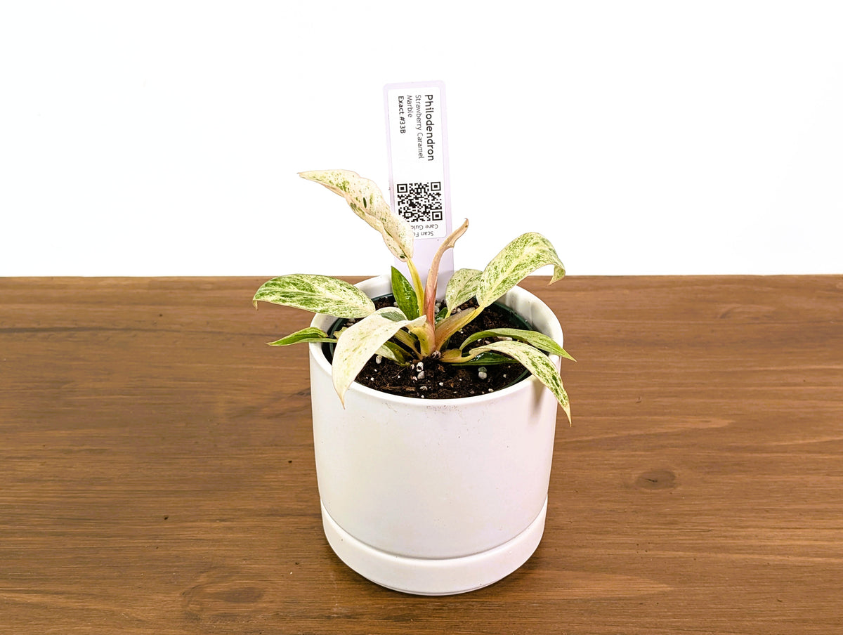 Philodendron Strawberry Caramel Marble - Exact 4" Plant #33B