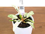 Philodendron Strawberry Caramel Marble - Exact 4" Plant #33B