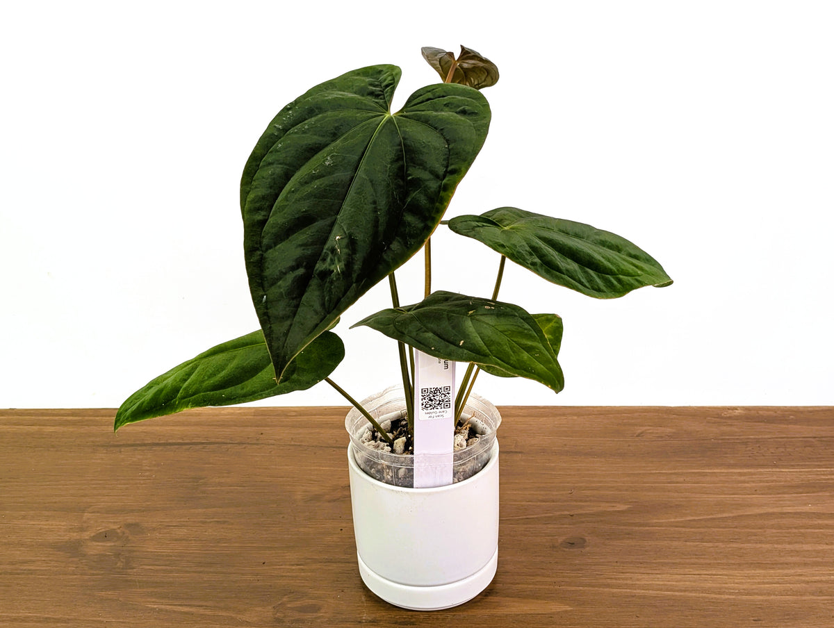 Anthurium Emerald Throne - Exact XL 4" Pot #34A