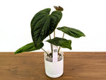Anthurium Emerald Throne - Exact XL 4" Pot #34A