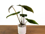 Anthurium Emerald Throne - Exact XL 4" Pot #34A
