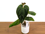 Anthurium Emerald Throne - Exact XL 4" Pot #34A