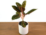 Aglaonema Black Diana