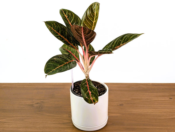 Aglaonema Black Diana