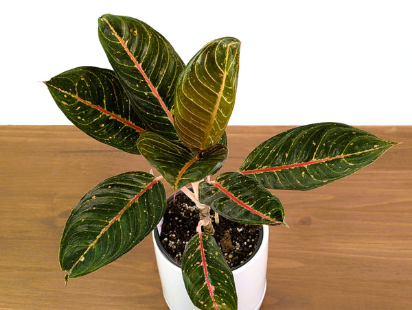 Aglaonema Black Diana