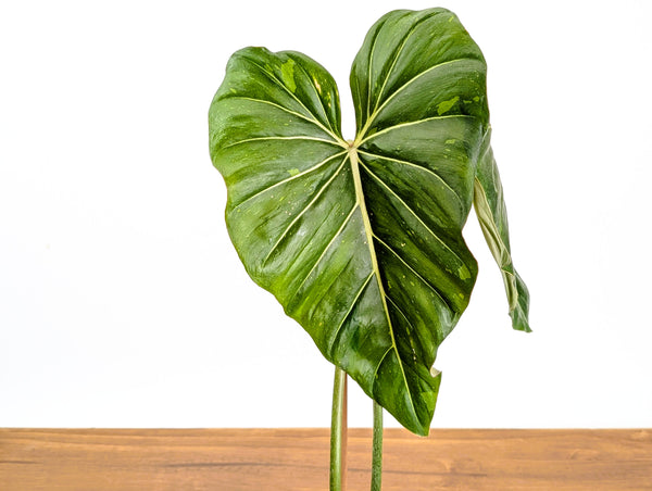 Philodendron Gloriosum x Maximum Variegated 2+ft Tall Plant in 6" pot #34A