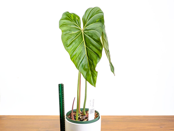 Philodendron Gloriosum x Maximum Variegated 2+ft Tall Plant in 6" pot #34A