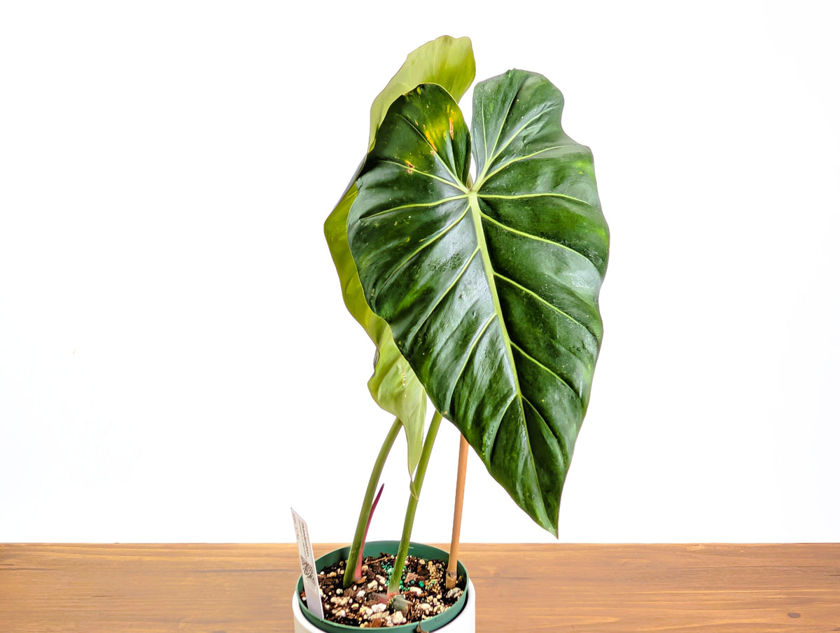 Philodendron Gloriosum x Maximum Variegated 2+ft Tall Plant in 6" pot #34A