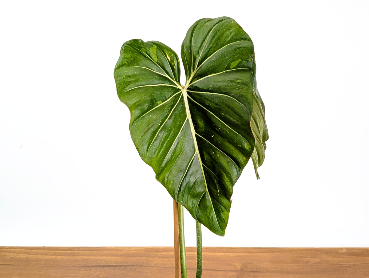 Philodendron Gloriosum x Maximum Variegated 2+ft Tall Plant in 6" pot #34A