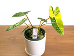Philodendron Billietiae Variegated