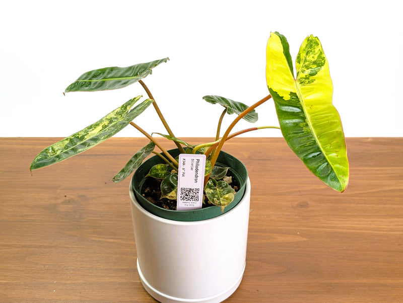 Philodendron Billietiae Variegated
