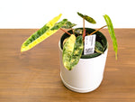 Philodendron Billietiae Variegated