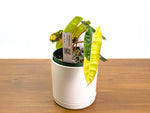 Philodendron Billietiae Variegated