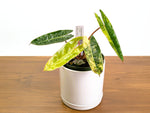 Philodendron Billietiae Variegated