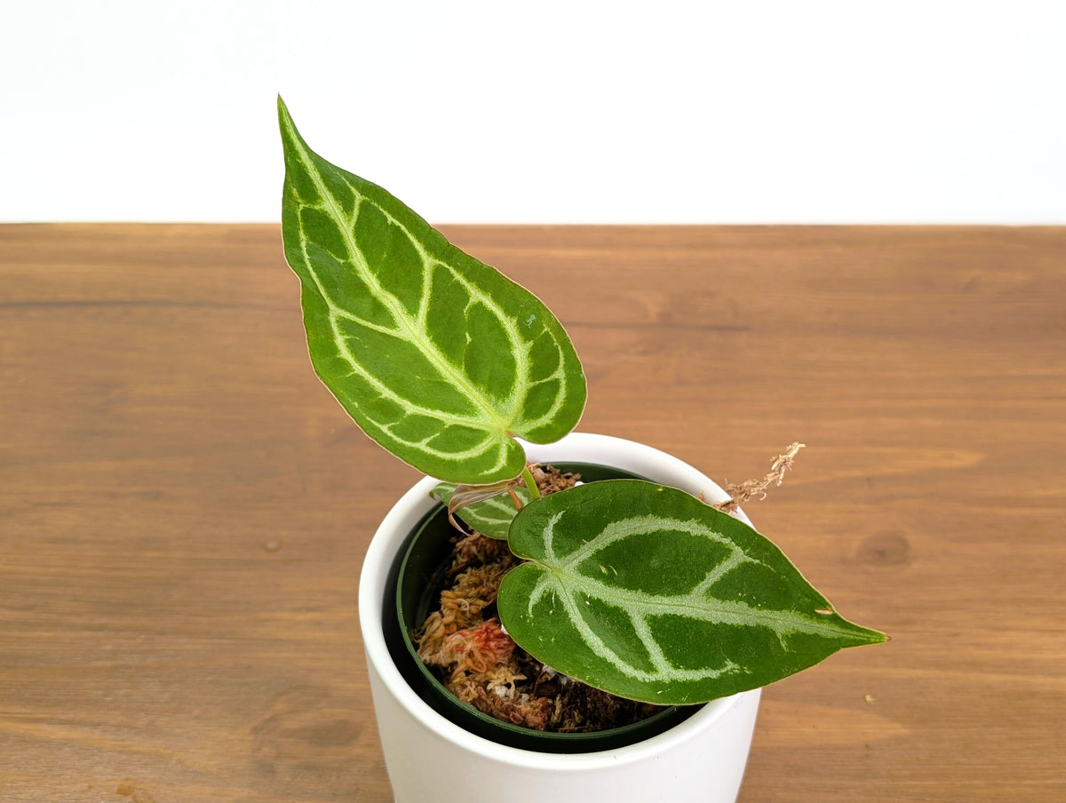 Anthurium Silver Blush x Forgetii 'Cup Leafs'
