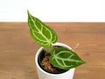 Anthurium Silver Blush x Forgetii 'Cup Leafs'