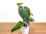 Anthurium Emerald Throne - Exact XL 4" Pot #34A