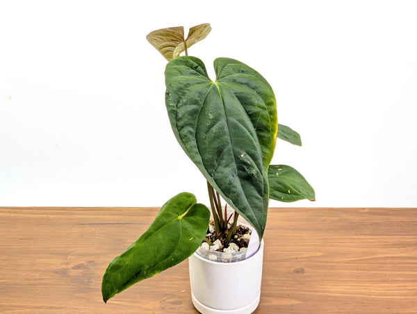 Anthurium Emerald Throne - Exact XL 4" Pot #34A