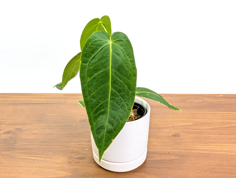 Anthurium Warocqueanum × Besseae aff.