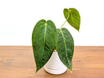 Anthurium Warocqueanum × Besseae aff.