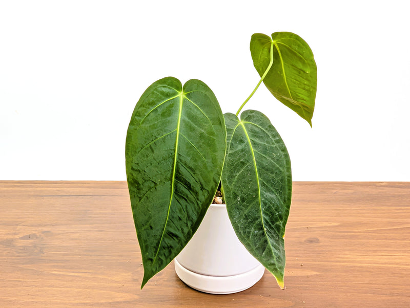 Anthurium Warocqueanum × Besseae aff.