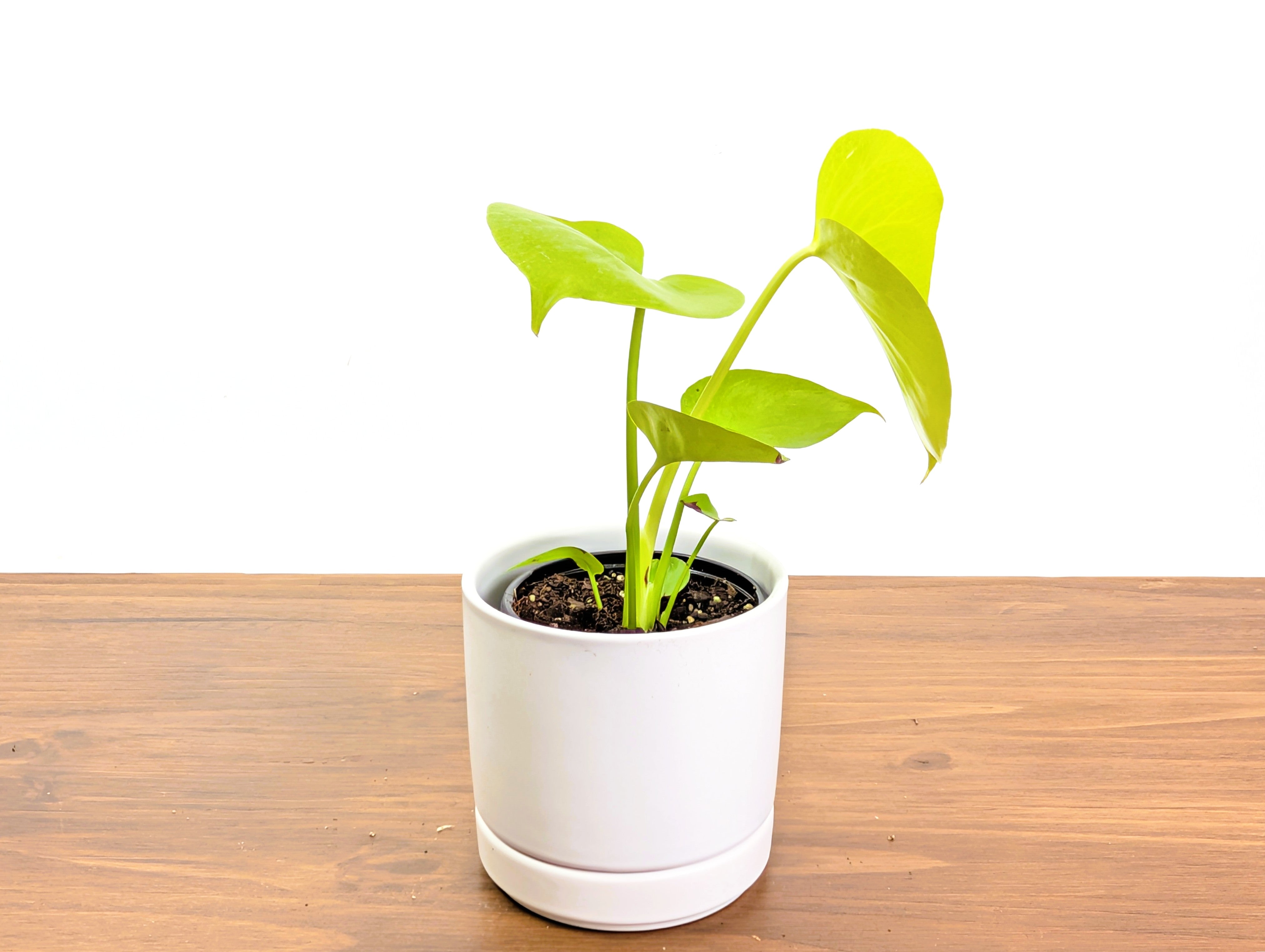 Monstera Lemon Lime 'Super Gold' – Plantamani Plants