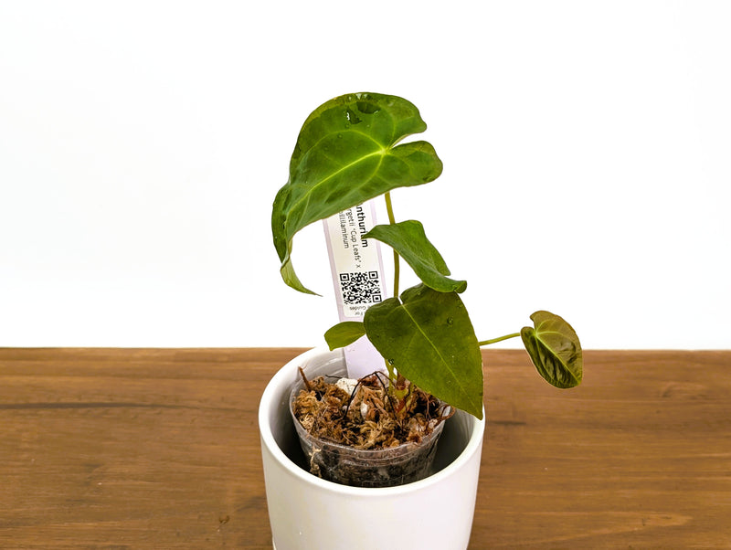 Anthurium Forgetii 'Cup Leafs' x Papillilaminum