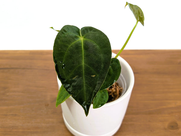 Anthurium Forgetii 'Cup Leafs' x Papillilaminum