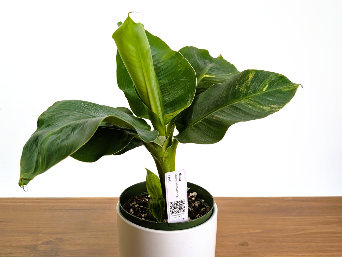 Musa Cavendish Dwarf Variegated Banana Tree Exact 6" Pot #34A