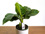 Musa Cavendish Dwarf Variegated Banana Tree Exact 6" Pot #34A