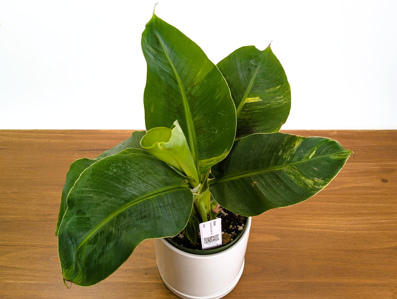 Musa Cavendish Dwarf Variegated Banana Tree Exact 6" Pot #34A