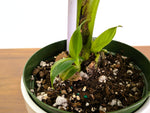 Musa Cavendish Dwarf Variegated Banana Tree Exact 6" Pot #34A
