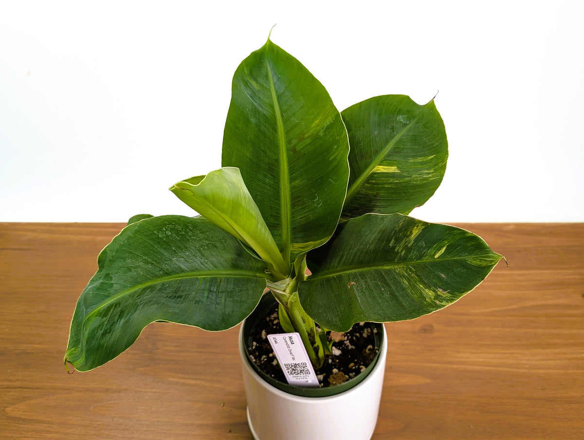 Musa Cavendish Dwarf Variegated Banana Tree Exact 6" Pot #34A