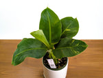 Musa Cavendish Dwarf Variegated Banana Tree Exact 6" Pot #34A